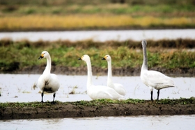 雪がちらつく水田で餌を探すコハクチョウ＝豊岡市内