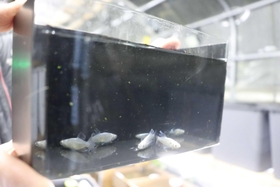 体が白っぽいドラゴンブルーロングフィン＝新温泉町栃谷