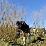 柳行李の材料となるコリヤナギの刈り取り作業が行われた＝豊岡市清冷寺