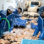 １１月６日に解禁されたズワイガニ漁。同月としては不漁傾向が続く＝同日未明、新温泉町沖