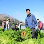 有機ニンジンの共同出荷に取り組む若手生産者たち＝豊岡市出石町上村