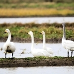 雪がちらつく水田で餌を探すコハクチョウ＝豊岡市内