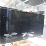 体が白っぽいドラゴンブルーロングフィン＝新温泉町栃谷