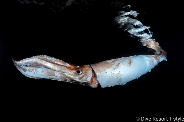 竹野の海で発見したダイオウイカ。水面近くを浮遊していたという（ティー・スタイル提供）