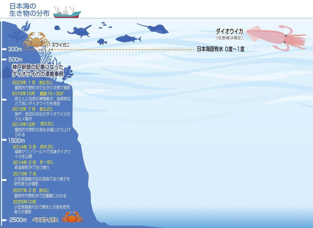 イラスト「日本海の生き物の分布」と「神戸新聞の記事になったダイオウイカの漂着事例」
