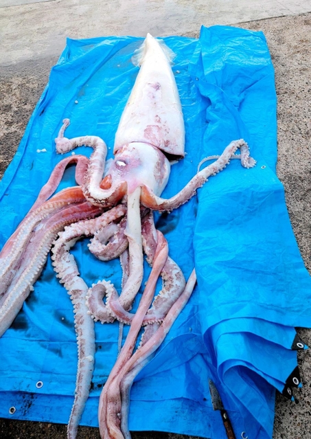 香住高校（兵庫県香美町）の生徒が見つけ、捕獲されたダイオウイカ。腕も全てそろっている＝（同校提供）