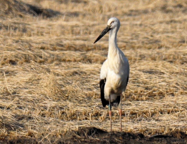 韓国に飛来したコウノトリ（コウノトリの郷公園提供）