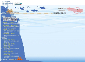 イラスト「日本海の生き物の分布」と「神戸新聞の記事になったダイオウイカの漂着事例」