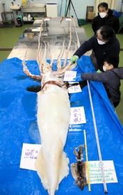 一般公開されたダイオウイカ＝ジオパークと海の文化館