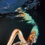 水面を漂い泳ぐ「ダイオウイカ」＝竹野沖（ティー・スタイル提供）