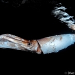 竹野の海で発見したダイオウイカ。水面近くを浮遊していたという（ティー・スタイル提供）
