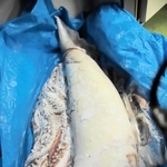 現在は冷凍されている＝ジオパークと海の文化館