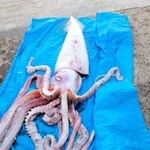 香住高校（兵庫県香美町）の生徒が見つけ、捕獲されたダイオウイカ。腕も全てそろっている＝（同校提供）