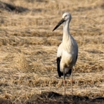 韓国に飛来したコウノトリ（コウノトリの郷公園提供）