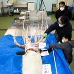 一般公開されたダイオウイカ＝ジオパークと海の文化館