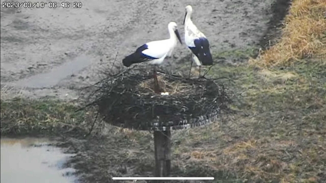 巣の上で過ごすペア