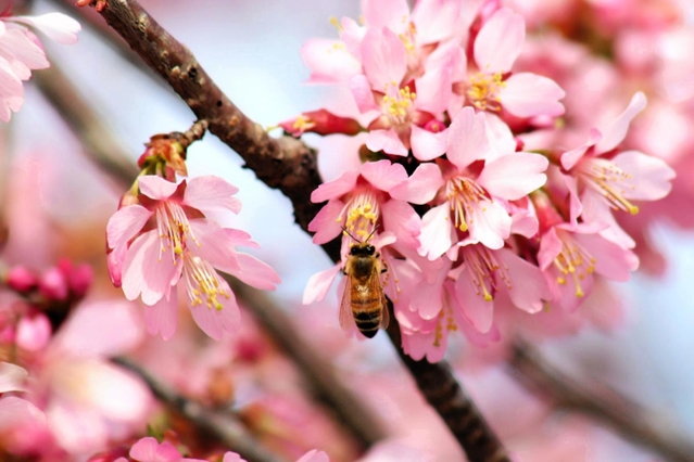 満開となった河津桜＝兵庫県豊岡市但東町三原