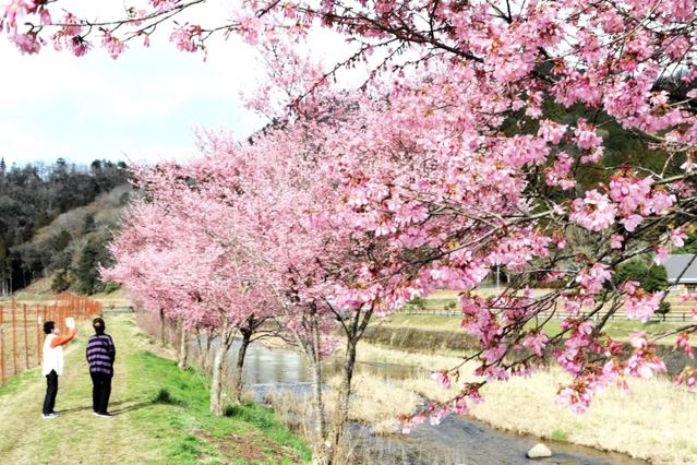 見頃を迎えた河津桜＝兵庫県豊岡市但東町三原