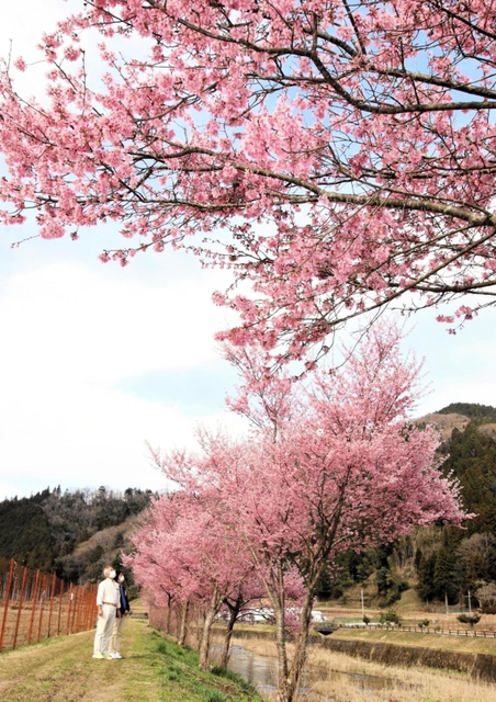 見頃を迎えた河津桜＝兵庫県豊岡市但東町三原