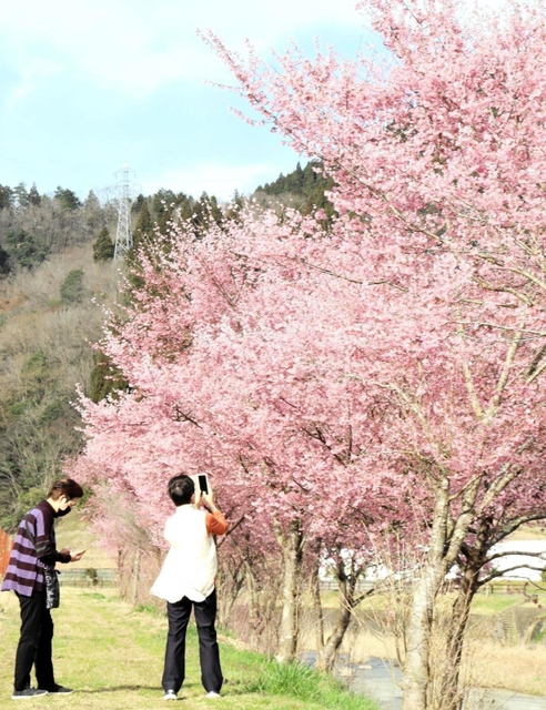 見頃を迎えた河津桜＝兵庫県豊岡市但東町三原