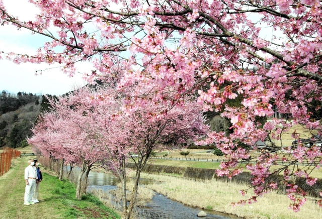 見頃を迎えた河津桜＝兵庫県豊岡市但東町三原