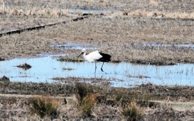 香住高校の生徒らが整備した湿地で餌を探すコウノトリ＝香美町香住区香住
