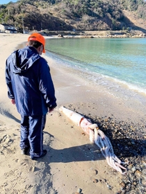 切浜海岸に打ち上げられたダイオウイカ（読者提供）