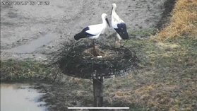 巣の上で過ごすペア