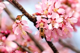 満開となった河津桜＝兵庫県豊岡市但東町三原