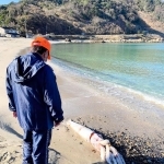 切浜海岸に打ち上げられたダイオウイカ（読者提供）