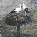 巣の上で過ごすペア