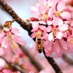 満開となった河津桜＝兵庫県豊岡市但東町三原