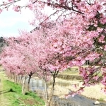 見頃を迎えた河津桜＝兵庫県豊岡市但東町三原