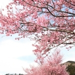 見頃を迎えた河津桜＝兵庫県豊岡市但東町三原