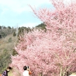 見頃を迎えた河津桜＝兵庫県豊岡市但東町三原