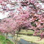 見頃を迎えた河津桜＝兵庫県豊岡市但東町三原