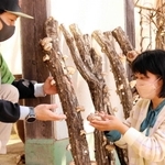 シイタケ狩りを体験する「旅人」＝豊岡市日高町太田