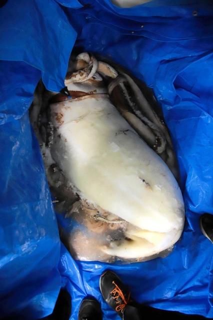 現在、冷凍保管されているダイオウイカ＝ジオパークと海の文化館