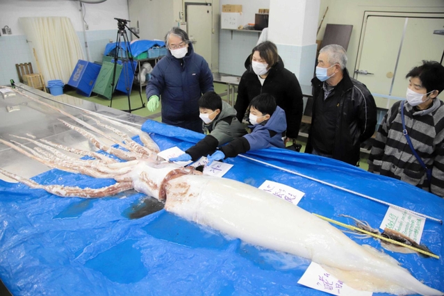 １月２８日に一般公開されたダイオウイカ＝ジオパークと海の文化館