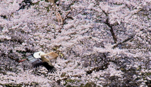 コウノトリの繁殖シーズンを迎え、ヒナの誕生前に巣作りに抜かりのないコウノトリ。桜の満開はピークを迎えた＝豊岡市日高町