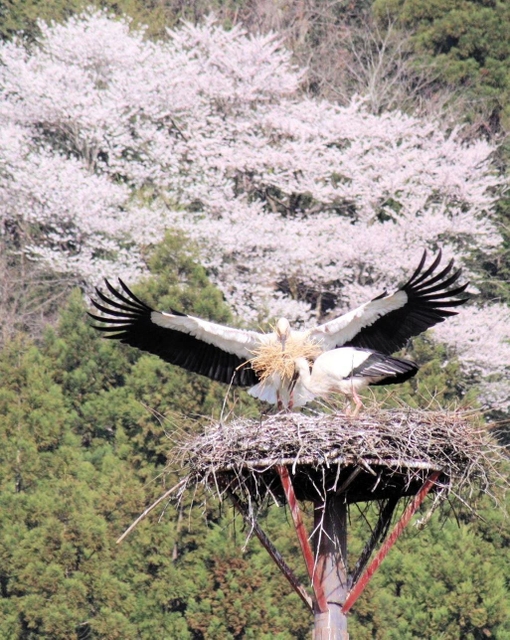 コウノトリの繁殖シーズンが到来。ヒナの誕生に備え、巣作りに精を出すコウノトリ。桜の満開もピークを迎えた＝豊岡市日高町（撮影・丸山桃奈）