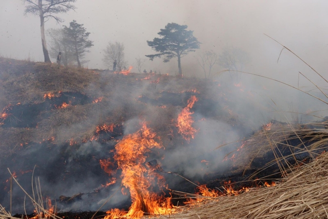 古いススキを燃やす地元住民ら＝新温泉町海上、上山高原