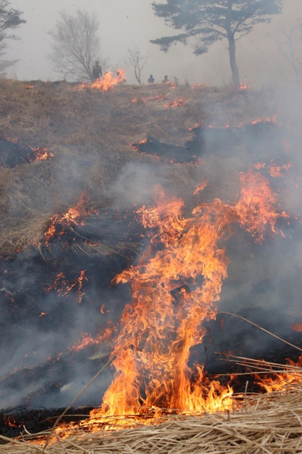 古いススキを燃やす地元住民ら＝新温泉町海上、上山高原