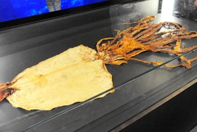 京都水族館で２０１６年に展示されたダイオウイカの乾燥標本＝京都市下京区（同館提供）