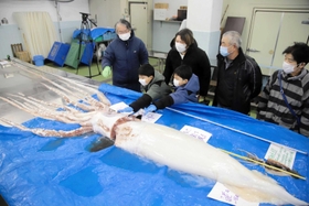 １月２８日に一般公開されたダイオウイカ＝ジオパークと海の文化館