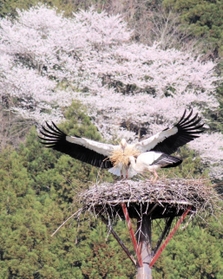 コウノトリの繁殖シーズンが到来。ヒナの誕生に備え、巣作りに精を出すコウノトリ。桜の満開もピークを迎えた＝豊岡市日高町（撮影・丸山桃奈）