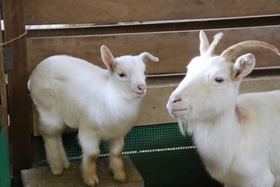 ヤギの赤ちゃん（左）＝県立但馬牧場公園