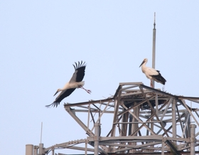 電波塔の上に巣を作るコウノトリ＝新温泉町福富