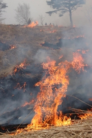 古いススキを燃やす地元住民ら＝新温泉町海上、上山高原