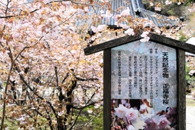 学名に「タジマ」が入る正福寺桜＝新温泉町湯